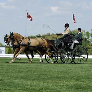 Bennington Pony Pair Presentation Carriage in USA