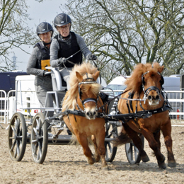 2023 Indoor Carriage Driving Championships Arena UK