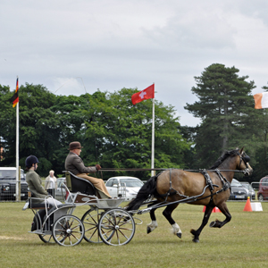 2015 Sandringham 23