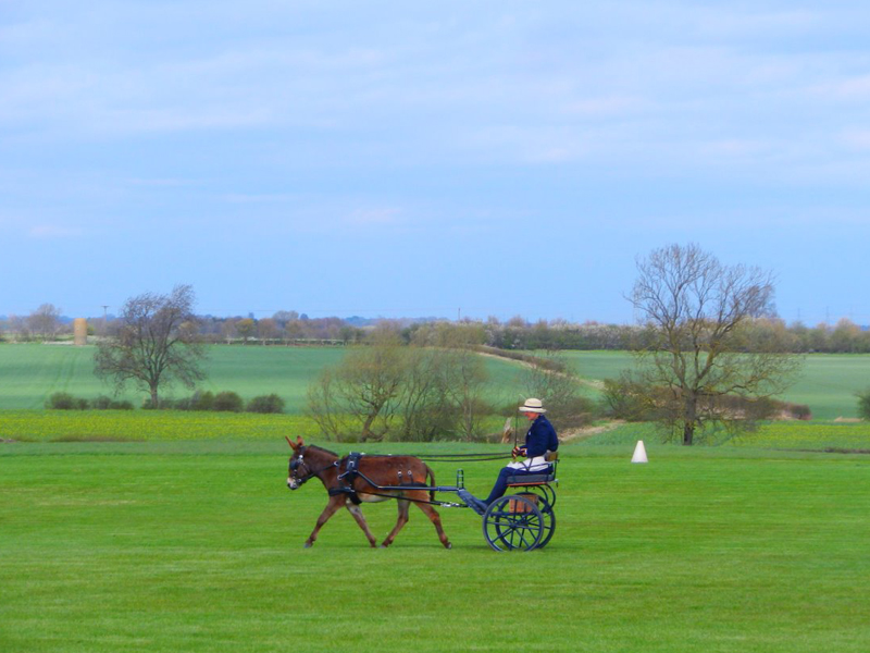 2015 - Donkey Driving Seminar