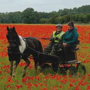 Fun Bug Article - Carriage Driving October 2013