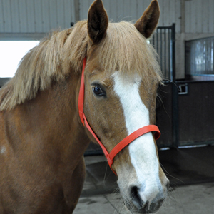 Zilco Soft Weave Coloured Underhalters