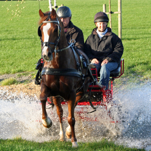 All Horse - September 2011