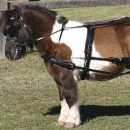 Zilco SL Shetland Harness