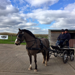 February 2017 - Joey at the Carriage Driving Camp with Team Bennington